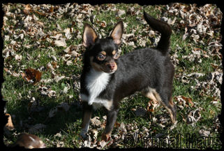 Donald the Chihuahua puppy
