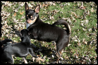 Donald the Chihuahua puppy