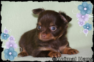 Duncan the Chihuahua puppy