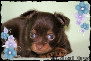 Duncan the Chihuahua puppy