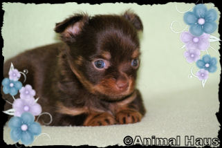Duncan the Chihuahua puppy