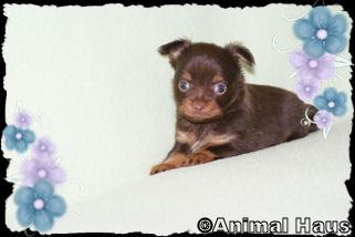 Duncan the Chihuahua puppy