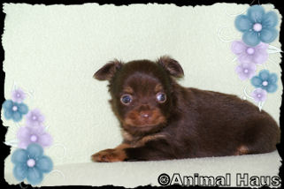 Duncan the Chihuahua puppy
