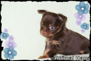 Duncan the Chihuahua puppy