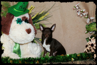 Edmond the Chihuahua Puppy
