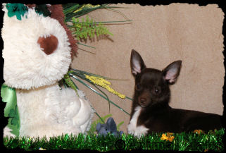 Edmond the Chihuahua Puppy