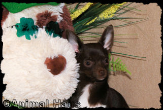 Edmond the Chihuahua Puppy