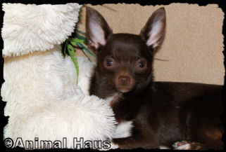 Edmond the Chihuahua Puppy