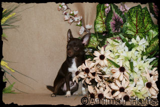 Edmond the Chihuahua Puppy