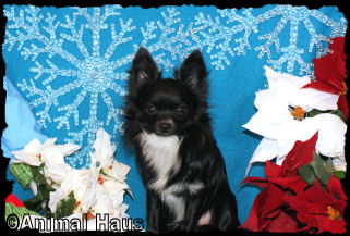 Fonzie the Chihuahua Puppy