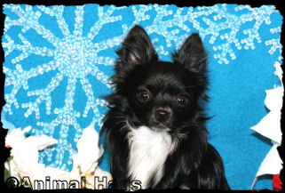 Fonzie the Chihuahua Puppy