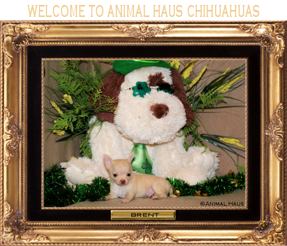 Welcome to Animal Haus Chihuahuas! Click the image of Brent to ENTER Animal Haus Chihuahuas' Website. Brent will lead the way! 