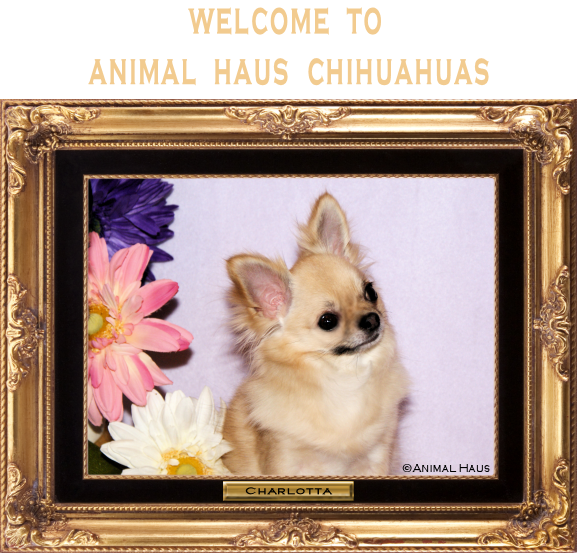 Welcome to Animal Haus Chihuahuas! Click the image of Charlotta to ENTER Animal Haus Chihuahuas' Website. Charlotta will lead the way! 
