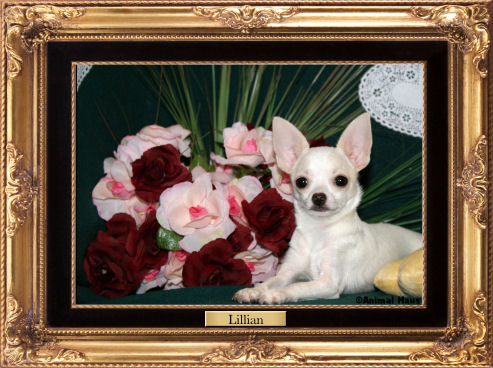Welcome to Animal Haus Chihuahuas! Click the image to ENTER Animal Haus Chihuahuas' Website .  Lillian will lead the way! Happy Easter!  Click the image to enter our site.