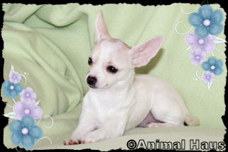 Gabriella the Chihuahua puppy