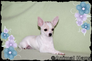 Gabriella the Chihuahua puppy