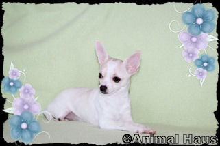 Gabriella the Chihuahua puppy