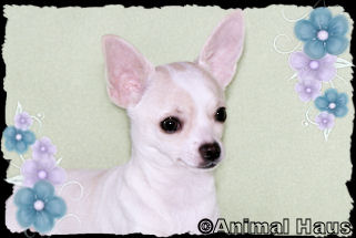 Gabriella the Chihuahua puppy