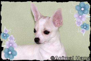 Gabriella the Chihuahua puppy