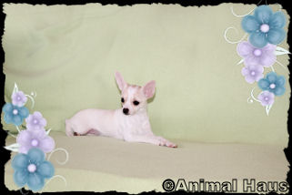 Gabriella the Chihuahua puppy