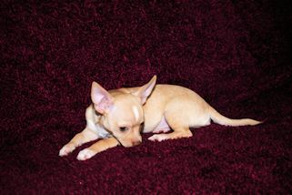 Graham the fawn male chihuahua puppy