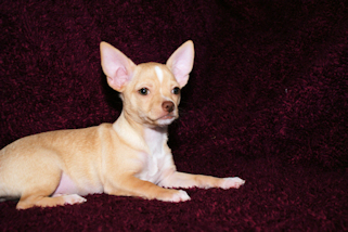 Graham the fawn male chihuahua puppy