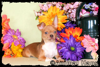 Grayson the Chihuahua puppy