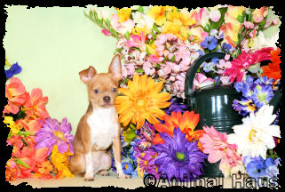 Grayson the Chihuahua puppy