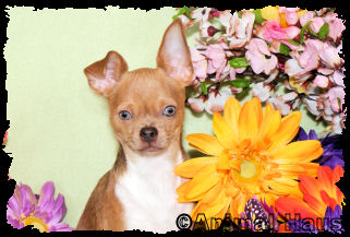 Grayson the Chihuahua puppy