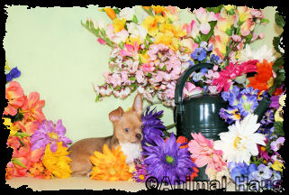 Grayson the Chihuahua puppy