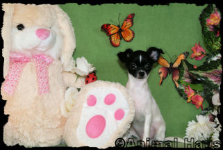 Happy the Chihuahua Puppy
