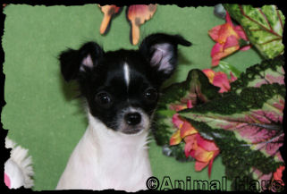 Happy the Chihuahua Puppy