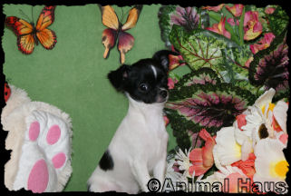 Happy the Chihuahua Puppy