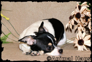 Hope the Chihuahua Puppy