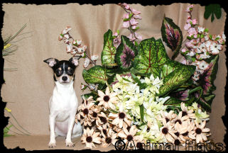Hope the Chihuahua Puppy