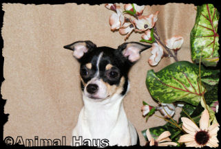 Hope the Chihuahua Puppy