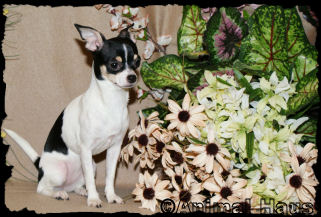 Hope the Chihuahua Puppy