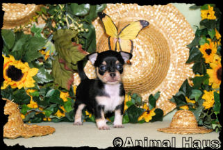 Isaac the Chihuahua puppy