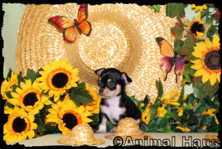 Isaac the Chihuahua puppy
