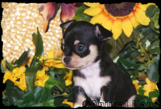 Isaac the Chihuahua puppy