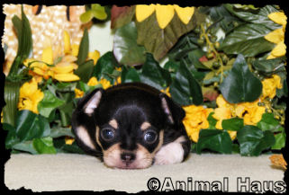 Isaac the Chihuahua puppy