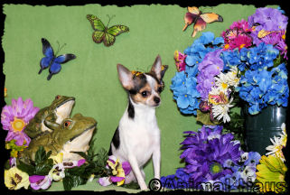 Jada the chihuahua puppy