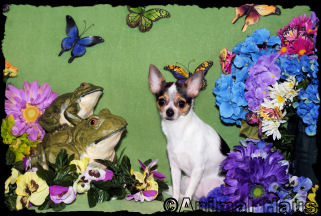 Jada the chihuahua puppy