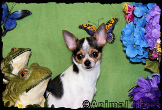Jada the chihuahua puppy