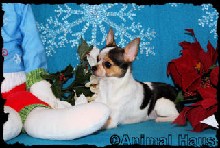 Jada the chihuahua puppy