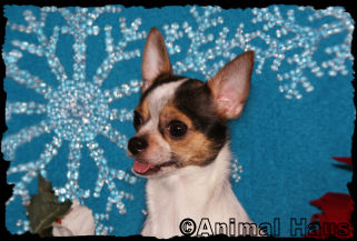 Jada the chihuahua puppy