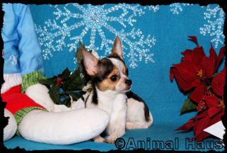 Jada the chihuahua puppy