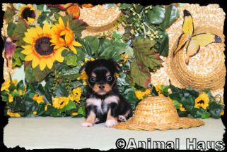 Joseph the Chihuahua puppy