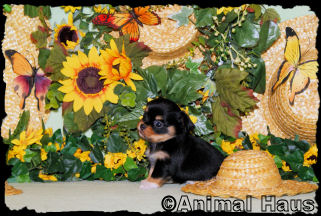 Joseph the Chihuahua puppy