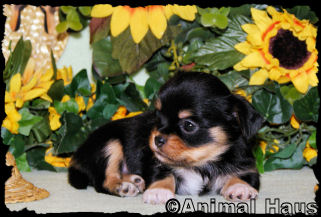 Joseph the Chihuahua puppy